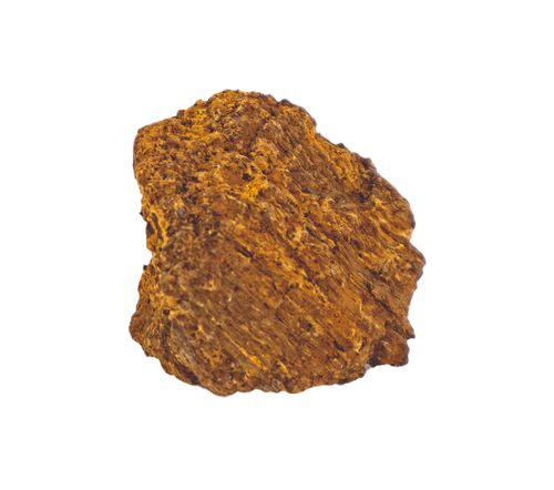 Chaga