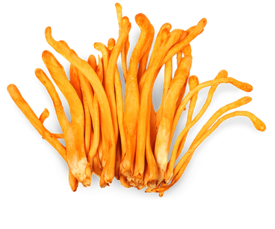 Cordyceps