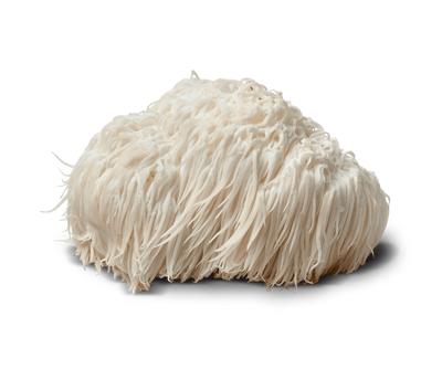 Lion's Mane