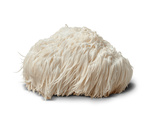 Lion's Mane