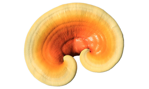 Reishi