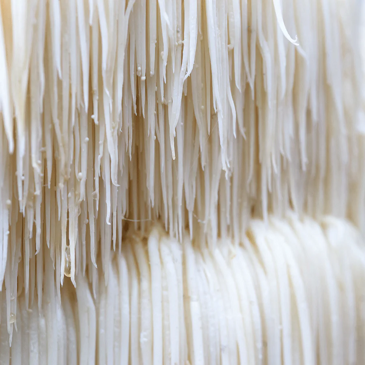 Lion's Mane