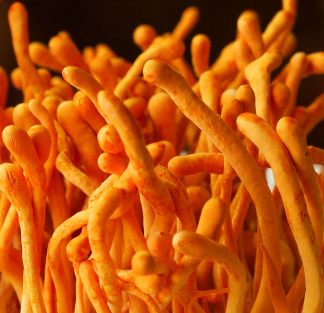 Cordyceps