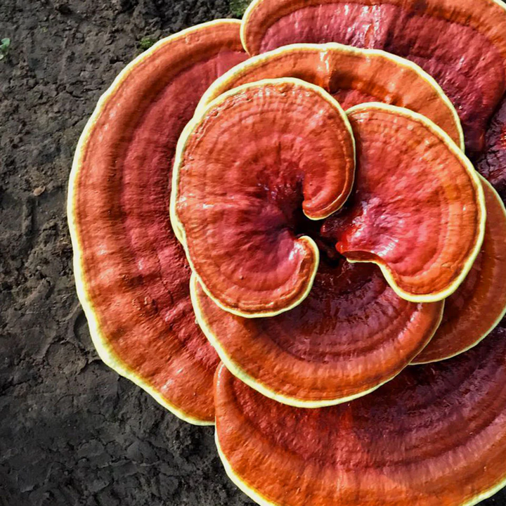 Reishi